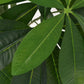 Artificial Fortune Tree Plant w/Pot Green Fake Leaves Decor Multi Sizes - Almondscove