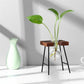 Glass and Wood Vase Planter Terrarium Table Desktop Hydroponics Plant - Almondscove
